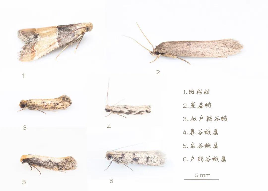 澳门最精准龙门蚕的资料047期 07-17-19-30-32-45Z：22